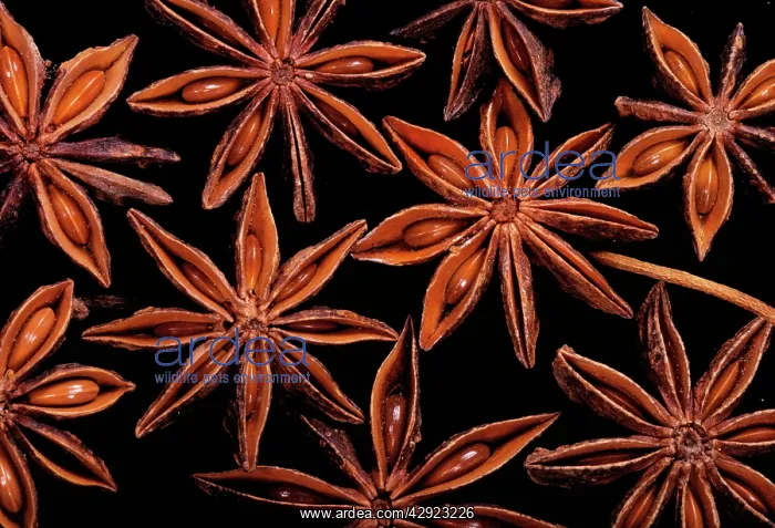 : STAR ANISE - close-up of seeds : STAR ANISE - close-up of seeds