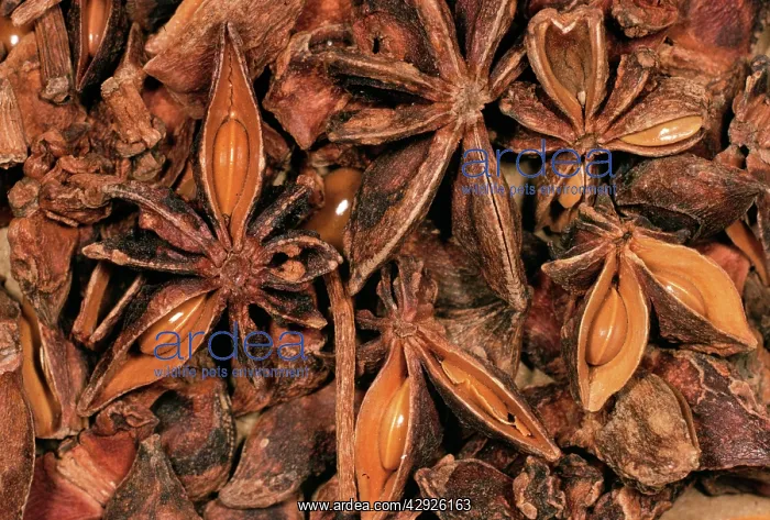 : STAR ANISE - close-up of seeds : STAR ANISE - close-up of seeds