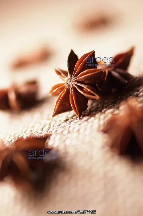 : Star anise, Illicium, Brown subject : Star anise, Illicium, Brown subject