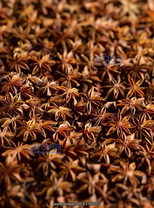 : Star anise, Illicium verum, A mass of star shaped : Star anise, Illicium verum, A mass of star shaped