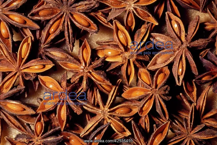 : STAR ANISE - whole seed pod, dried : STAR ANISE - whole seed pod, dried