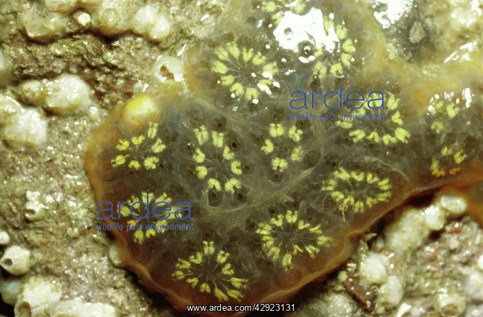 : Star Ascidian SEA SQUIRTS : Star Ascidian SEA SQUIRTS