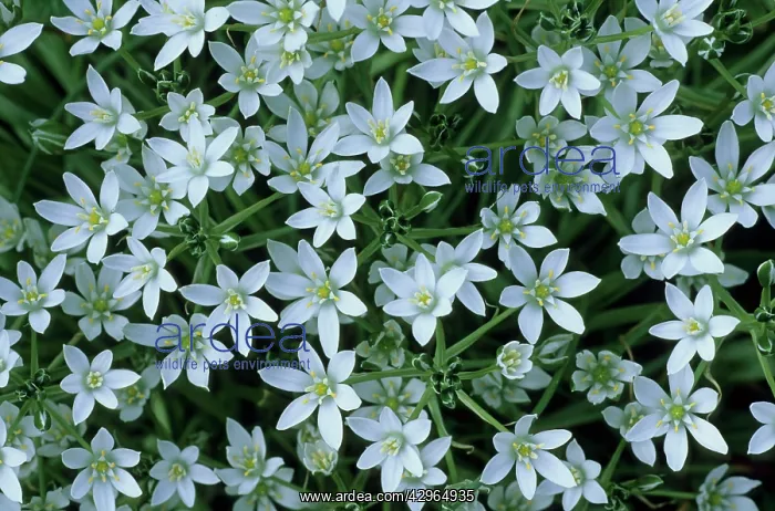  : Star of Bethlehem
