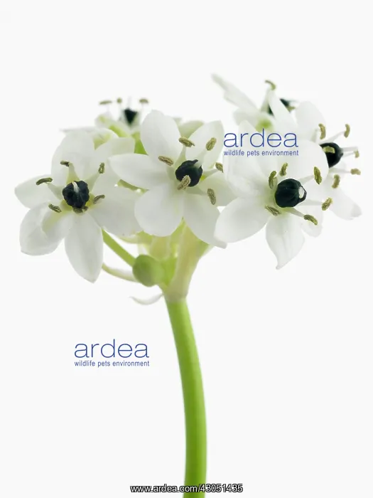 : Star of Bethlehem : Star of Bethlehem
