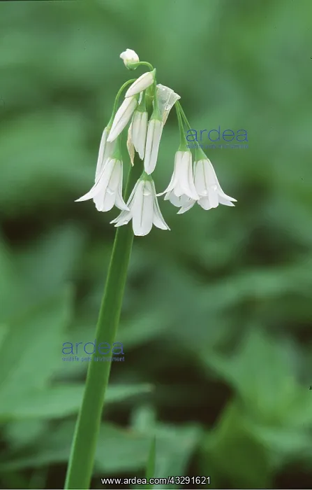 : STAR OF BETHLEHEM - drooping : STAR OF BETHLEHEM - drooping