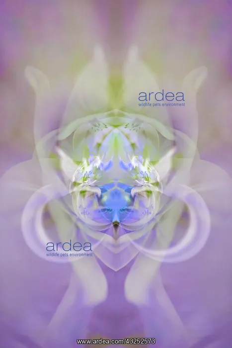 : Star of Bethlehem and Iris in background : Star of Bethlehem and Iris in background
