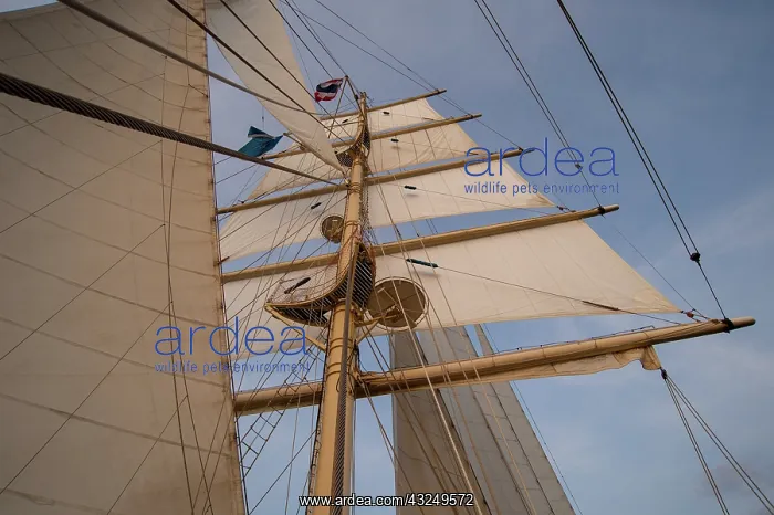 : Star Clipper sailing cruise ship, Thailand : Star Clipper sailing cruise ship, Thailand