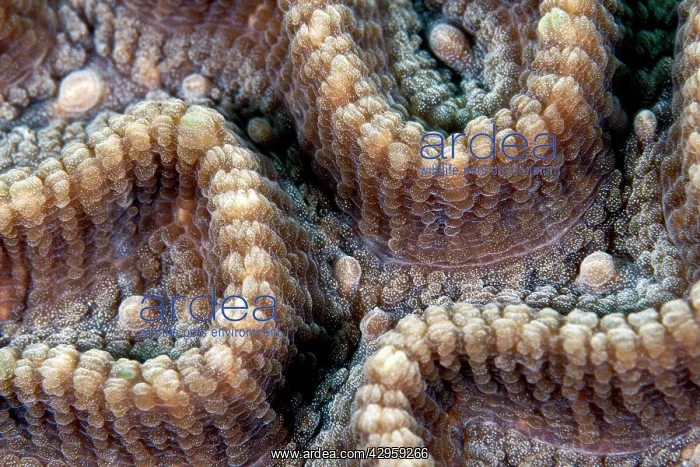  : Star Coral