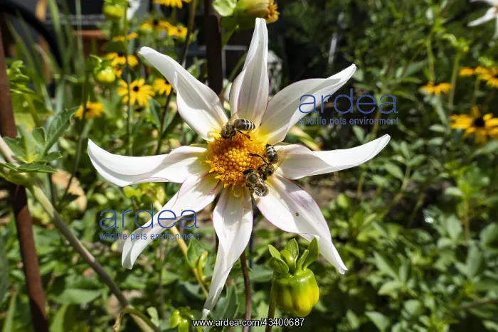 : Star dahlia (honka fragile) from the dahlia family : Star dahlia (honka fragile) from the dahlia family
