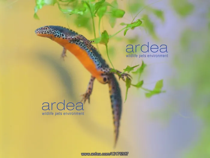 : Star Duckweed : Star Duckweed