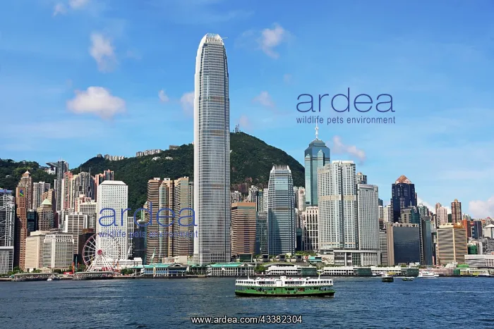 : Star Ferry crossing Victoria Harbour and Skyline, Hong Kong : Star Ferry crossing Victoria Harbour and Skyline, Hong Kong