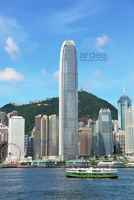 : Star Ferry crossing Victoria Harbour and Skyline, Hong Kong : Star Ferry crossing Victoria Harbour and Skyline, Hong Kong