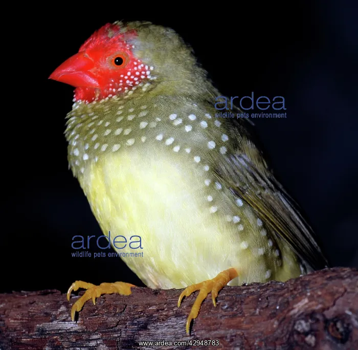 : Star Finch : Star Finch