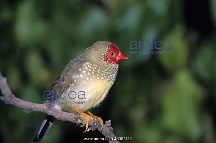 : Star Finch : Star Finch