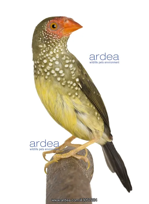 : Star Finch on a branch : Star Finch on a branch