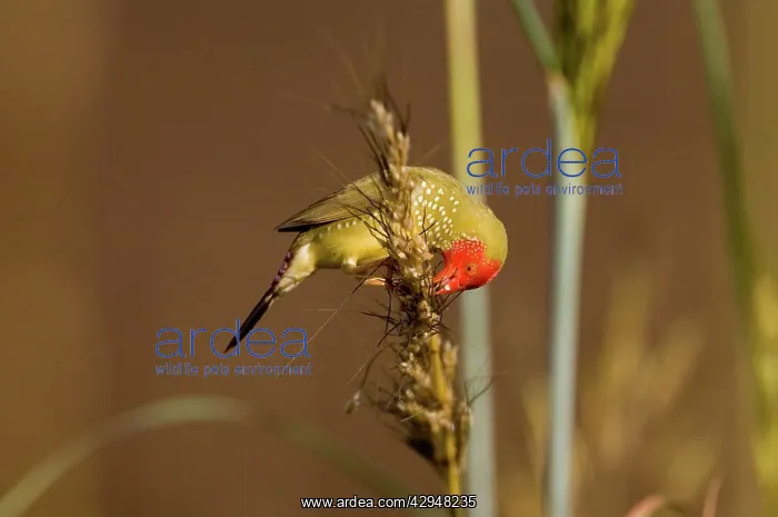 : Star Finch eating seed : Star Finch eating seed