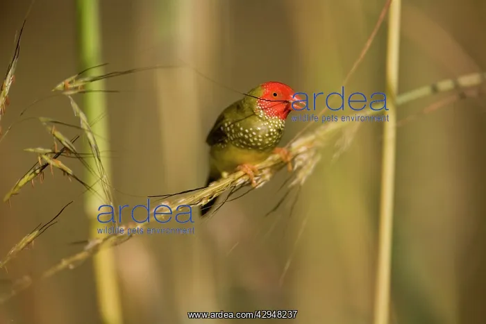 : Star Finch - eating seed : Star Finch - eating seed
