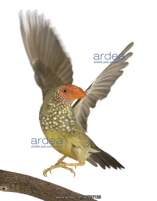 : Star Finch flying away : Star Finch flying away