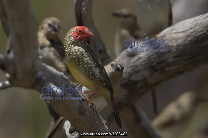 : Star Finch - At the Nifold Plain waterholes - Lakefield : Star Finch - At the Nifold Plain waterholes - Lakefield