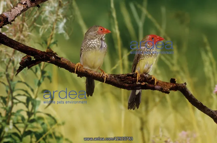 : Star Finch - pair perched : Star Finch - pair perched