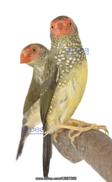 : Star Finches on a branch : Star Finches on a branch