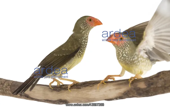 : Star Finches on a branch : Star Finches on a branch