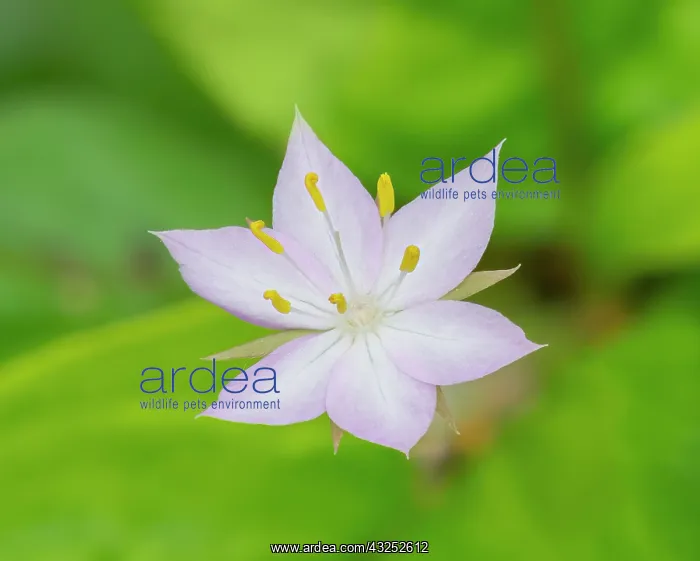 : Star flower : Star flower