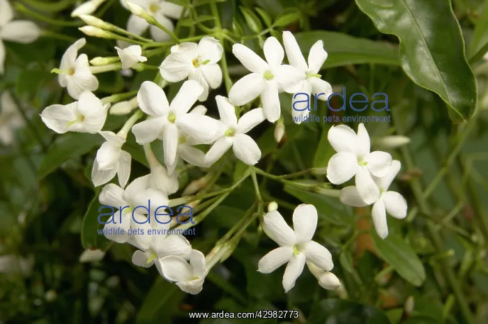 : Star Jasmine - flowering : Star Jasmine - flowering