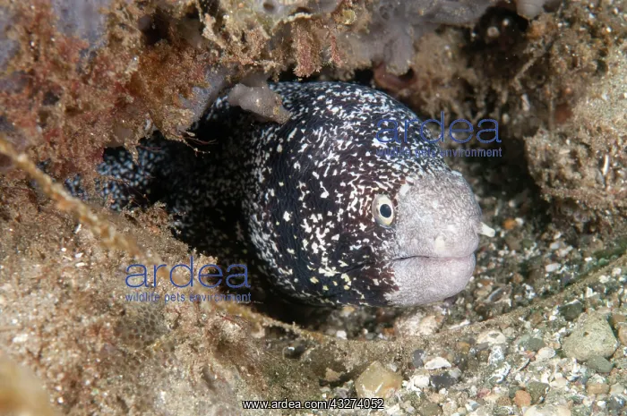  : Star moray eel, Star moray eel, Star moray eels