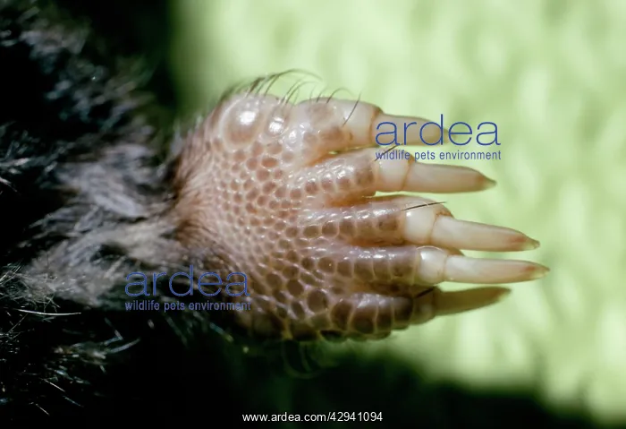 : Star-nosed Mole - close-up of foot showing claws : Star-nosed Mole - close-up of foot showing claws