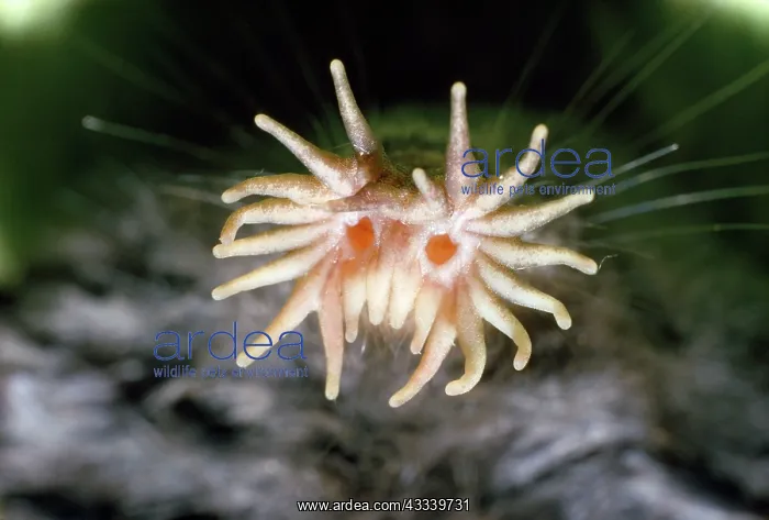 : Star-nosed MOLE - close-up of nose : Star-nosed MOLE - close-up of nose