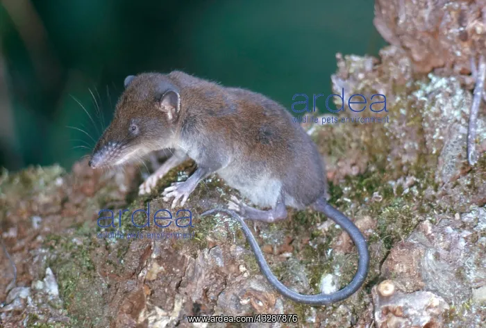 : Star-nosed mole (Condylura cristata), a North American : Star-nosed mole (Condylura cristata), a North American
