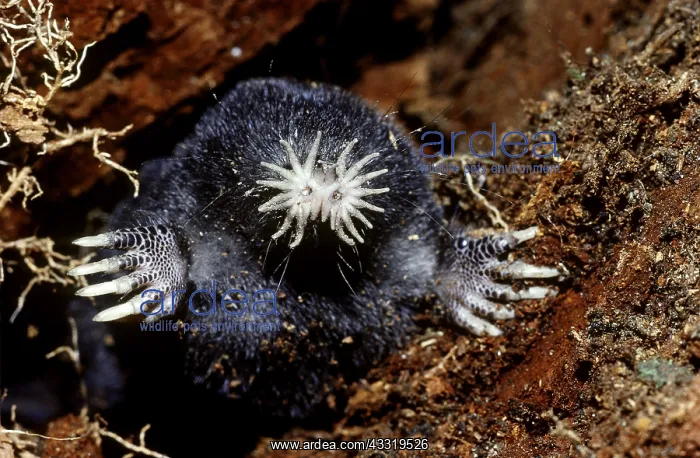 : Star-Nosed Mole (Condylura cristata) Alpena County, Michigan : Star-Nosed Mole (Condylura cristata) Alpena County, Michigan