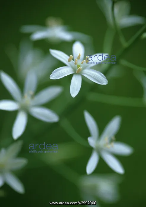 : Star-of-Bethlehem : Star-of-Bethlehem