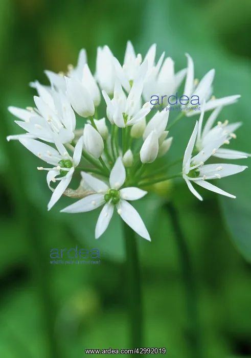 : Star-of-Bethlehem : Star-of-Bethlehem