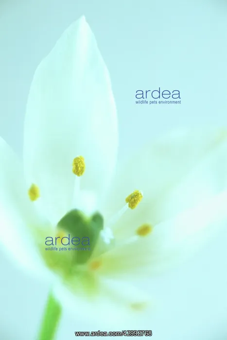 : Star-of-Bethlehem : Star-of-Bethlehem