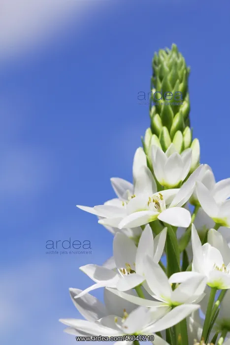 : Star-of-Bethlehem : Star-of-Bethlehem