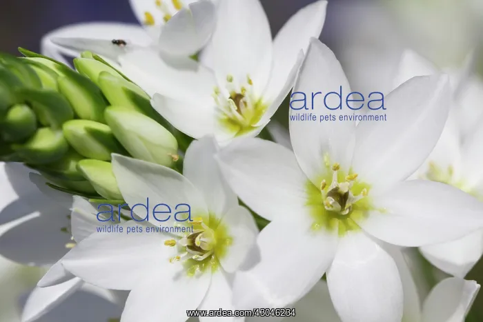 : Star-of-Bethlehem : Star-of-Bethlehem
