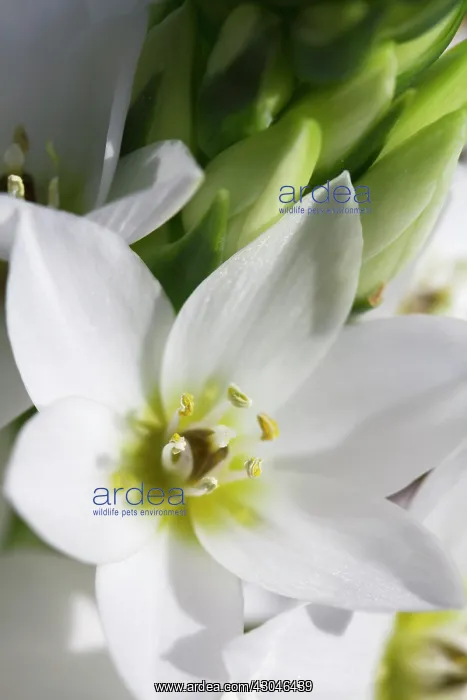  : Star-of-Bethlehem