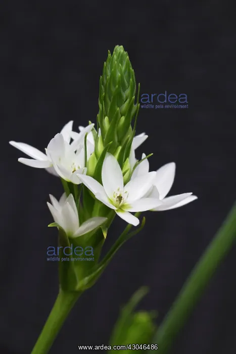 : Star-of-Bethlehem : Star-of-Bethlehem