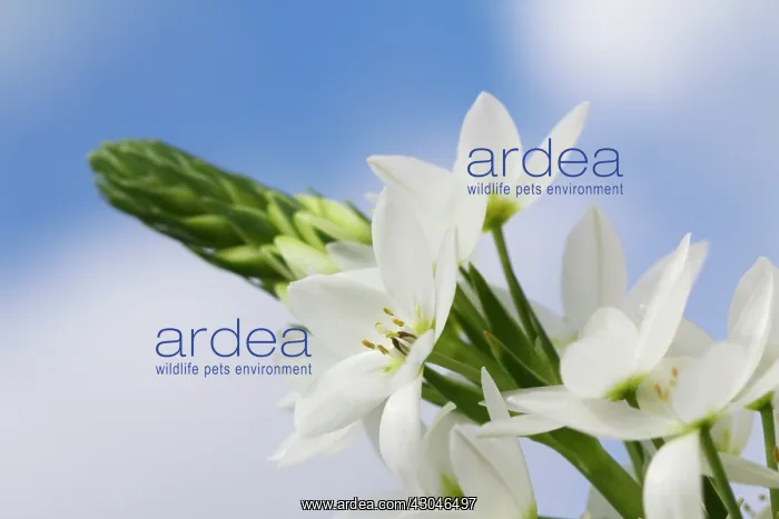 : Star-of-Bethlehem : Star-of-Bethlehem