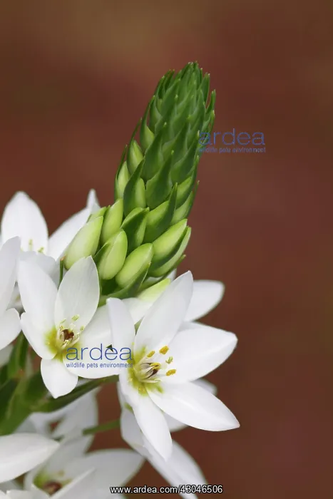 : Star-of-Bethlehem : Star-of-Bethlehem