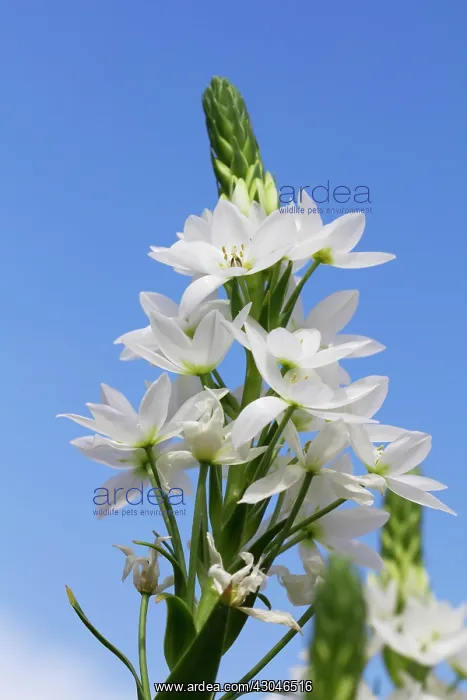 : Star-of-Bethlehem : Star-of-Bethlehem