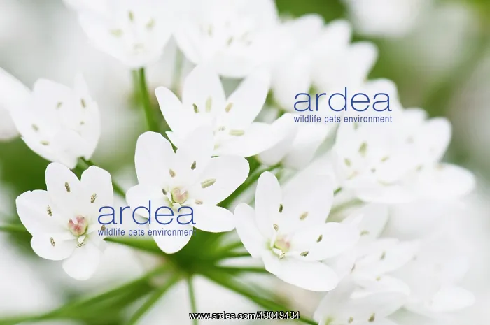 : Star-of-Bethlehem : Star-of-Bethlehem