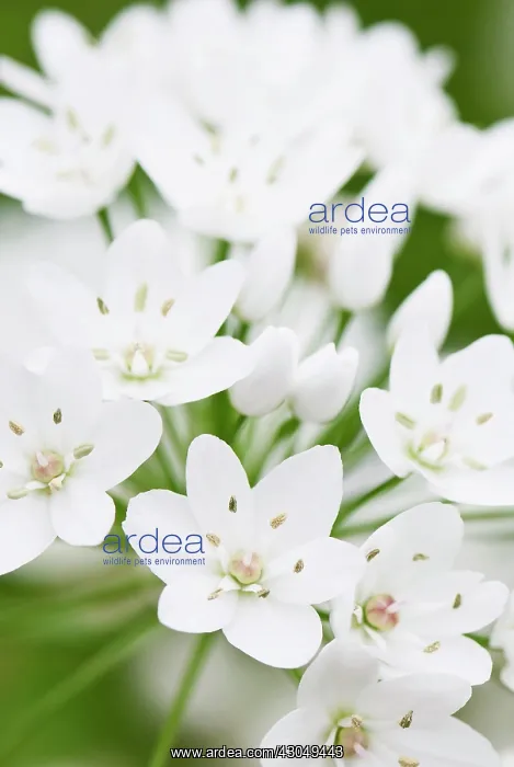 : Star-of-Bethlehem : Star-of-Bethlehem