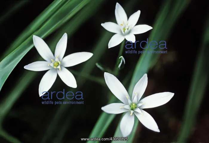 : Star-of-Bethlehem : Star-of-Bethlehem