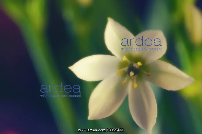  : Star-of-Bethlehem