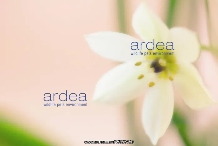 : Star-of-Bethlehem : Star-of-Bethlehem
