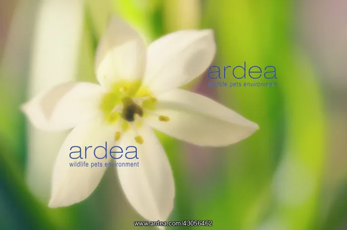 : Star-of-Bethlehem : Star-of-Bethlehem