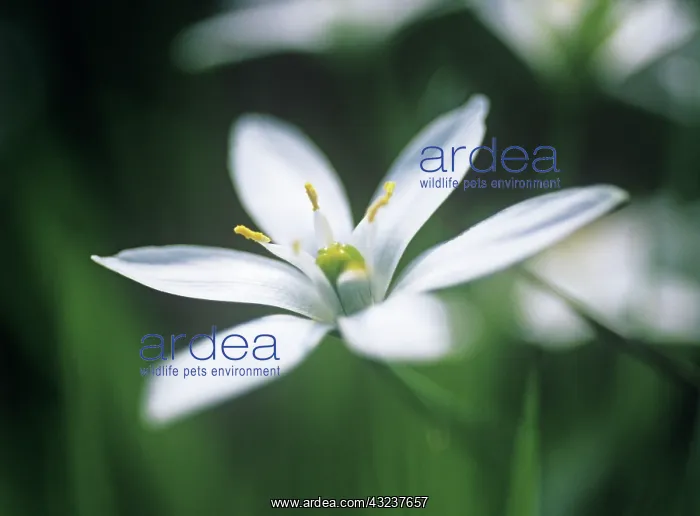 : Star-of-Bethlehem : Star-of-Bethlehem